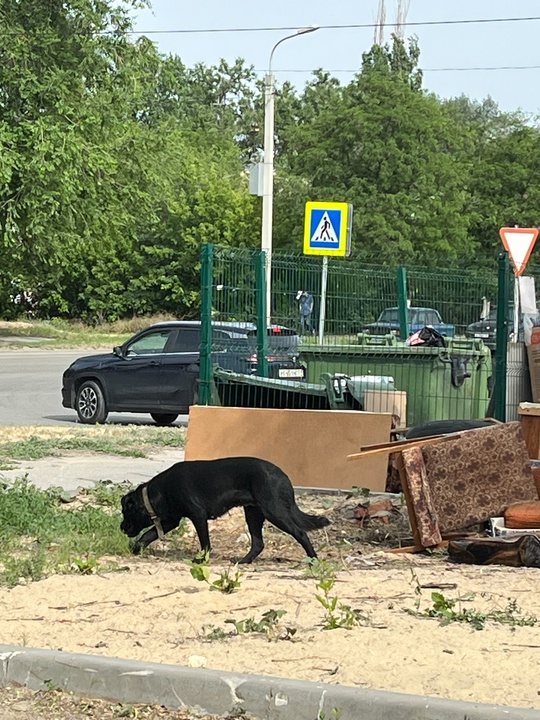 Собака с ошейником ходит по мусоркам одна, 31 мая примерно в 15:20 на Таращанцев видели ее. Может, кто-то потерял в Волжском, 01.06.2025 в 10:00