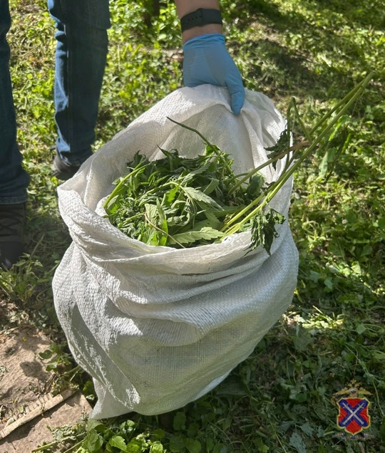 🗣В Иловлинском районе полицейские задержали подозреваемого за хранение наркотических средств и культивацию конопли в Волжском, 04.06.2025 в 11:00