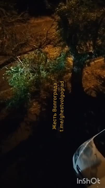 Дерево упало 🙈 в Волжском, 18.06.2025 в 22:00