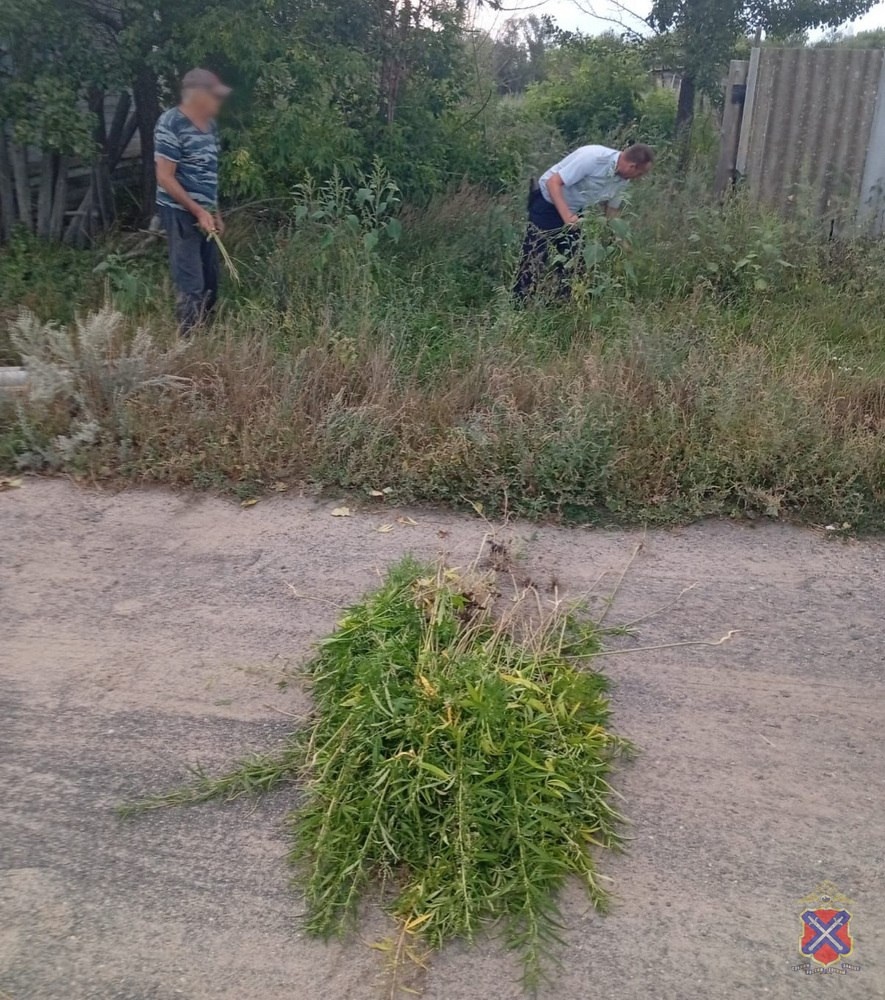 Полицейские Волгограда уничтожили дикорастущую коноплю в Волжском, 20.08.2025 в 08:30