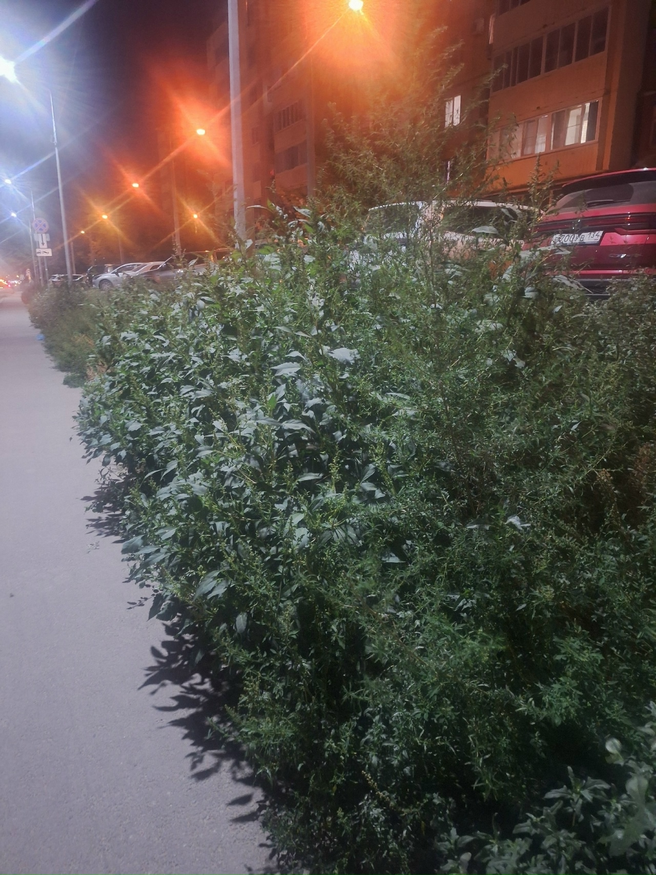 Нам пишут: Улица Шекснинская. Вдоль тротуара в школу 45 амброзия в рост человеческий. Бедные аллергики. в Волжском, 29.09.2025 в 08:30