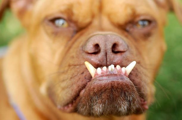 В Волжском суд вынес приговор пенсионерке, чья собака разорвала лицо школьнику  в Волжском, 25.11.2025 в 16:00