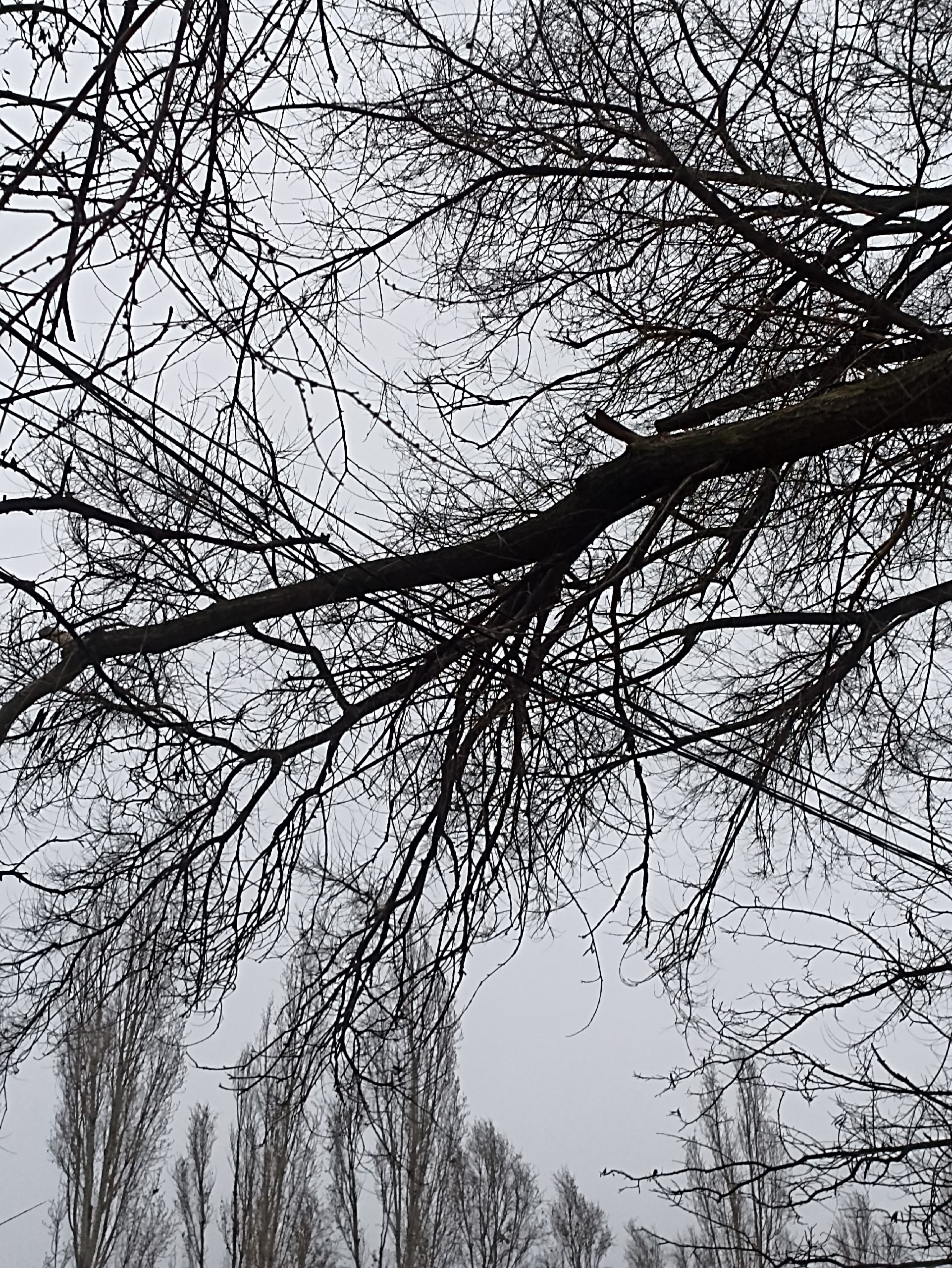 Нам пишут: Хочу обратиться к администрации, к тем людям, которые могут решить данную проблему. Есть поваленное дерево. О... в Волжском, 08.12.2025 в 09:30