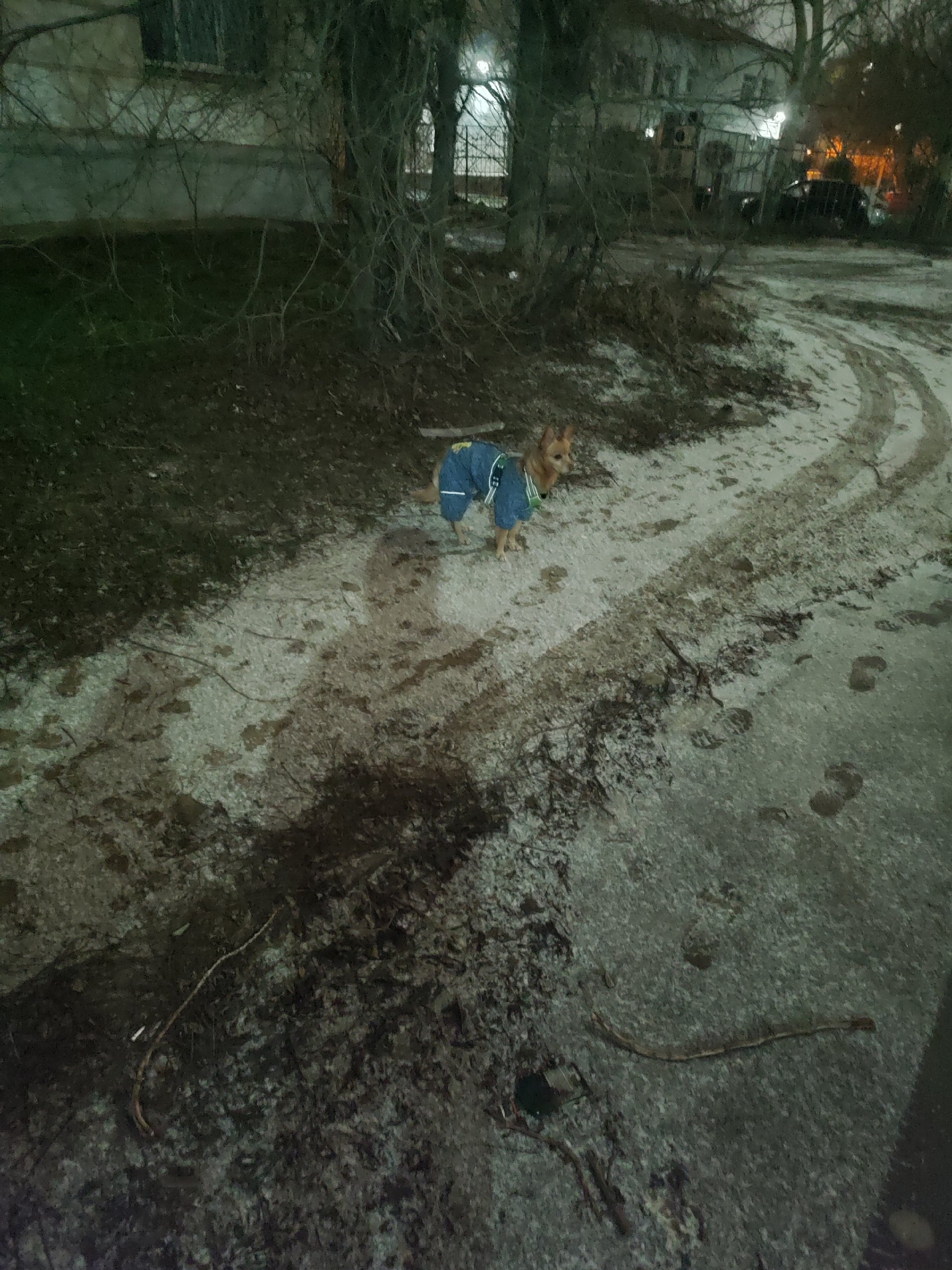 Ленина 64/1 собачка бегает, потерялась как будто в Волжском, 17.12.2025 в 23:30